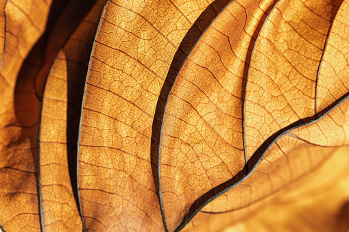 Autumnal Dry Leaf Texture background. Macro photo of dried leaf show golden brown texture, withered natural foliage at sunlight, dark shadows. Veins pattern in warm autumn hues, low depth of field