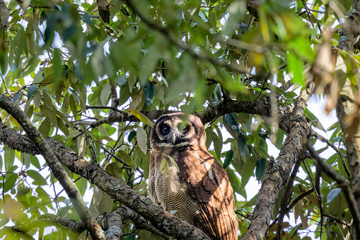 The birds of India: Brown Wood Owl in Sattal, Uttarakhand, India