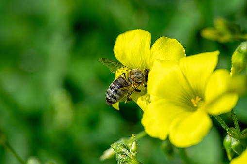 Honey bee collecting pollen and nectar from yellow flowers on a sunny spring day