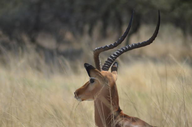 istock Impala with horns resting in tall grass 2047869626