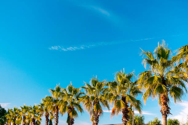 istock Palm trees in a row against the blue sky. 2047874408