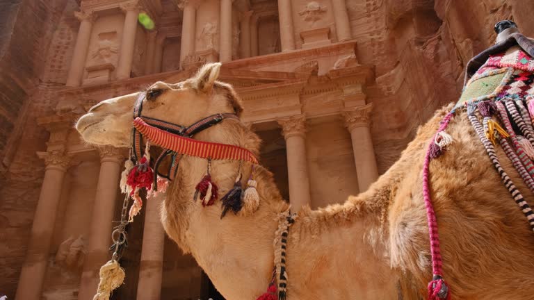 Camel in front of Treasury Building of Petra