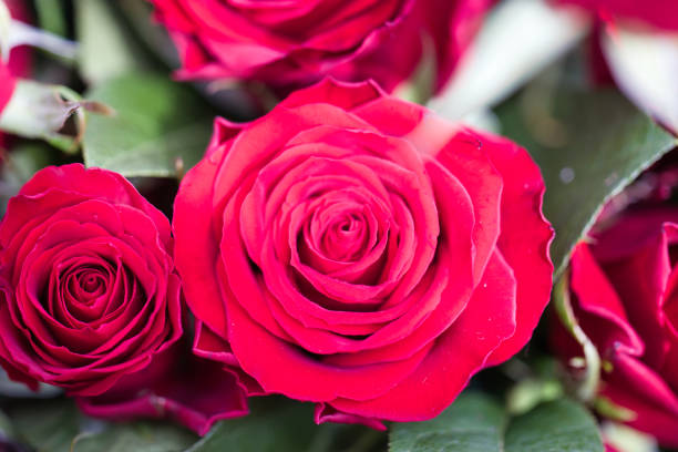 istock Landscape with beautiful rose flowers 2047878261