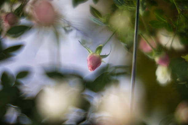 A closeup view of pink blooming flowers in a greenhouse environment with soft focus and greenery in the background