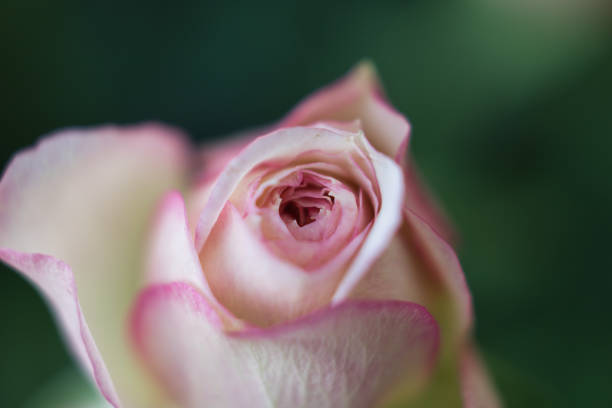 background with pink flower. Wallpaper with rose. Backdrop with copy space. picture for congratulations. garden flowers. poster for interior. picture for house. flowers close-up, macro photo