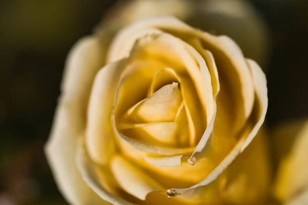 Landscape with beautiful rose flowers