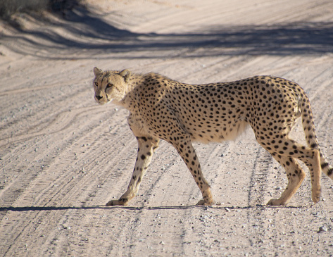 Cheetah Crossing the Road