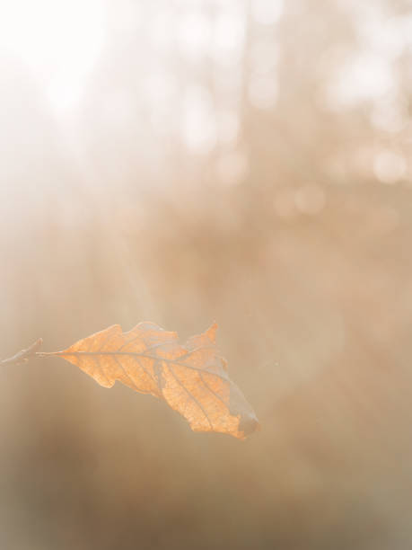 istock Floating Leaf in Foggy Air 2047906802