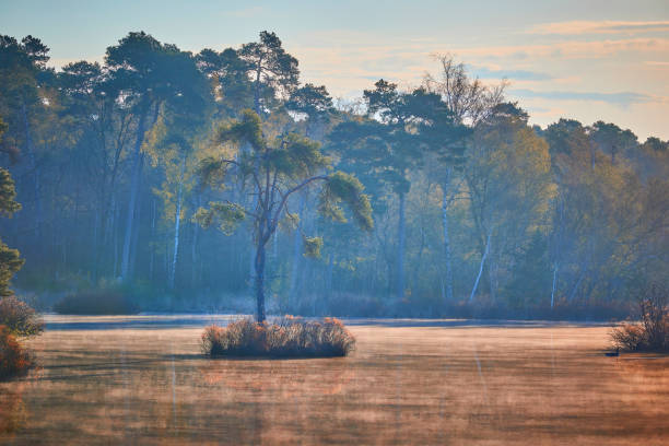 霧の朝、小さな島のエッシュ湖、オイスターウェイク、オランダの一本の木