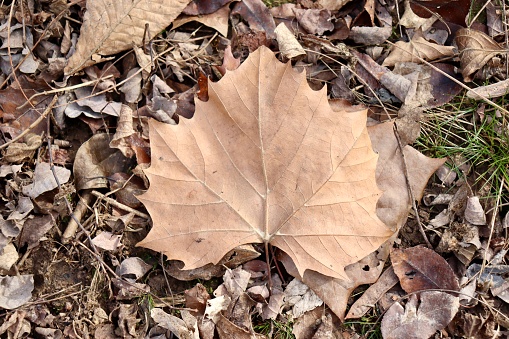 A close view of the brown autumn maple leaf on the ground.