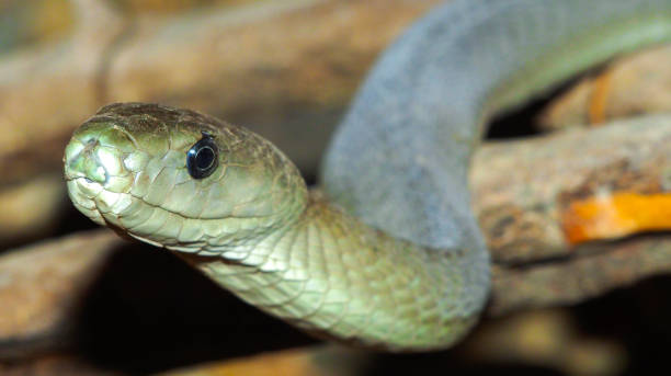 Close-up of highly venomous mamba snake coiled between branches - Western green mamba