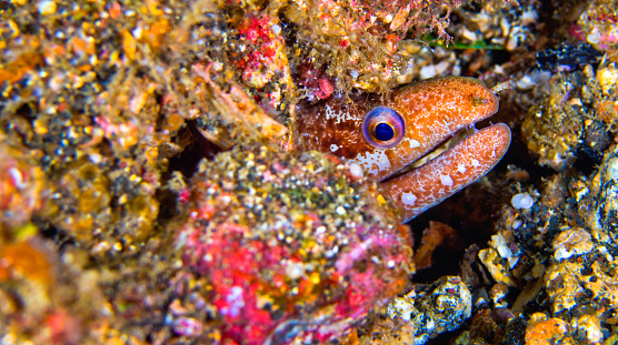 Moray Eel, Mud Moray, Gymnotjhorax sp., Reef Building Corals, Coral Reef, Lembeh, North Sulawesi, Indonesia, Asia