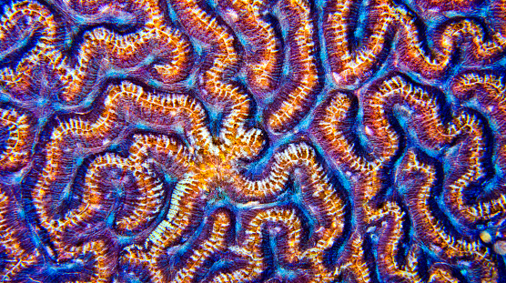 Brain Coral, Stony coral, Reef Building Corals, Coral Reef, Bunaken National Marine Park, Bunaken, North Sulawesi, Indonesia, Asia