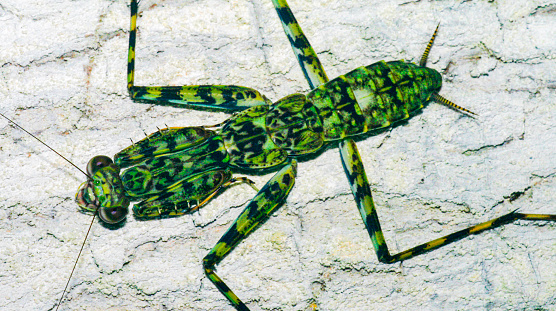 Tropical Mantis, Tropical Rainforest, Napo River Basin, Amazonia, Ecuador, America