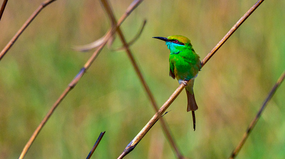 A Bay headed Tanager is seen perching on a branch.  The vibrant multicolored bird can be seen against a blurry background.  The entire bird is in focus and the different colors of the bird on clear display.  The bird is chirping and his mouth is open.  This is a small song bird is found in Central and South America.