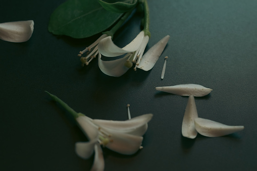 Small white flowers and scattered leaves on a table