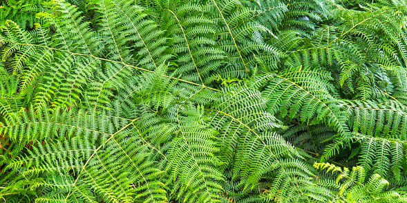 A human hand holding a green fern in a forest