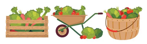 Vector illustration of VEGETABLES BASKET BOX