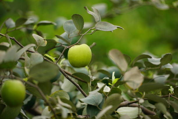 Close up Jujube fruit