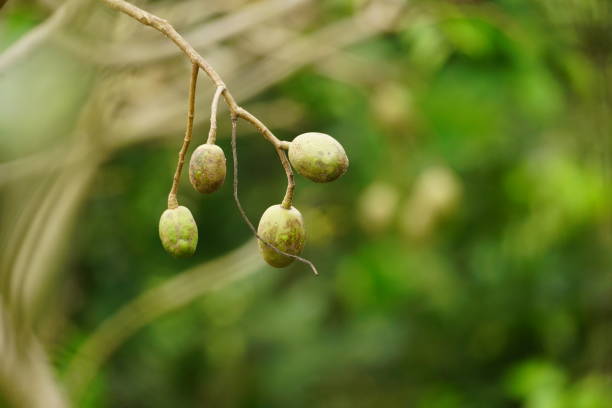 Close-up of Spondias fruit on the tree
