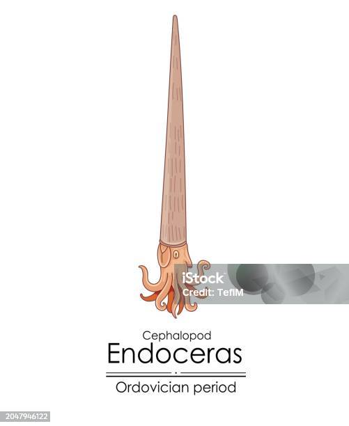 Endocerids Endoceras An Ordovician Period Cephalopod Stock Illustration - Download ...