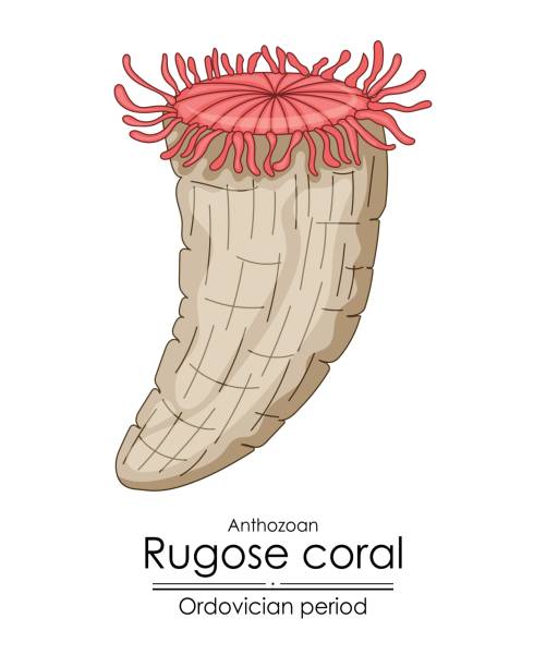 ilustraciones, imágenes clip art, dibujos animados e iconos de stock de coral rugoso, una criatura del período ordovícico. - ordoviciense ilustraciones