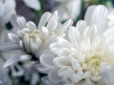 delicate white chrysanthemum flowers on a blurred background, macro