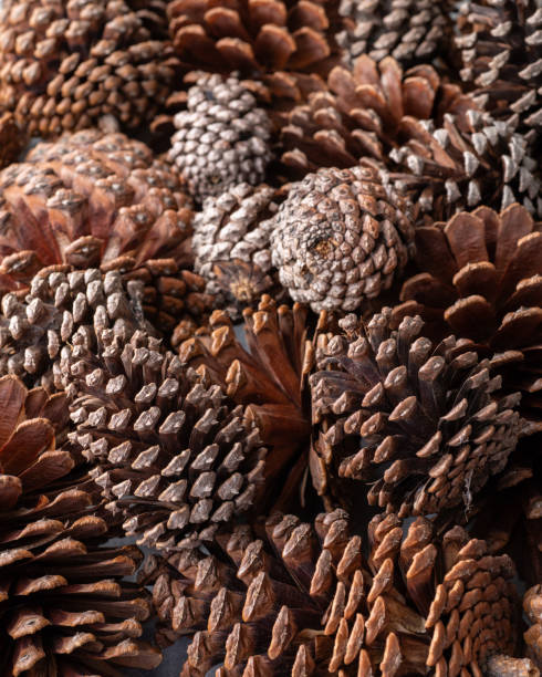 istock Closeup of a group of pinecones 2047950073