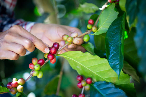 istock Hand picking coffee bean fruit from the tree. Agriculturist Hand picking red Arabica coffee beans on coffee tree. 2047959712