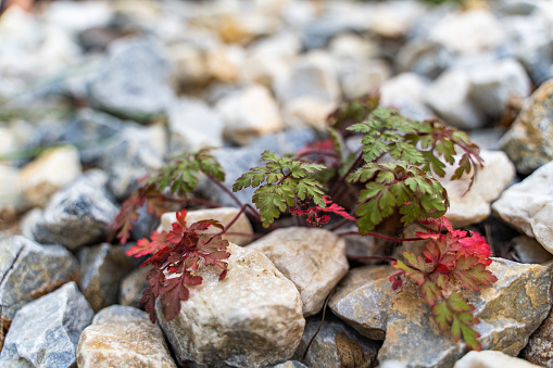 Little robin (geranium purpureum) coming out of the ground with rocks in the mountain.