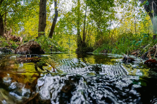 River passing through the forest in autumn.