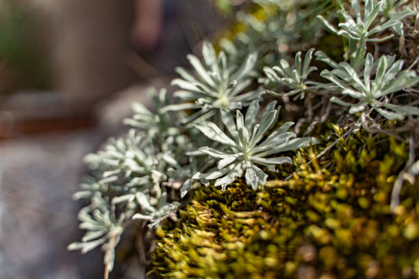 Flowers blossoming on the rocky mountain.