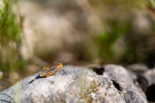 Grasshopper on the rocky mountain in Serbia.