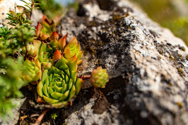 Flowers blossoming next to a rock in the mountain.