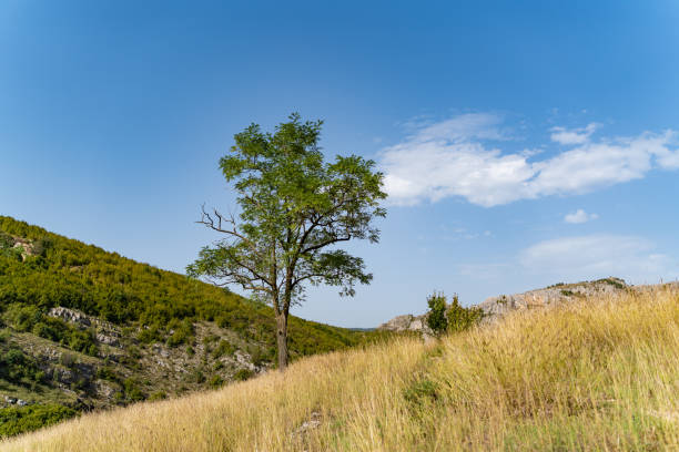 Small tree at the top of a rocky mountain in Serbia.