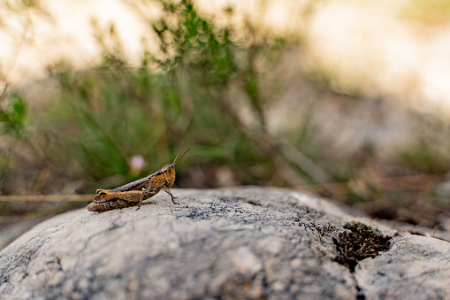 Grasshopper on the rocky mountain in Serbia.