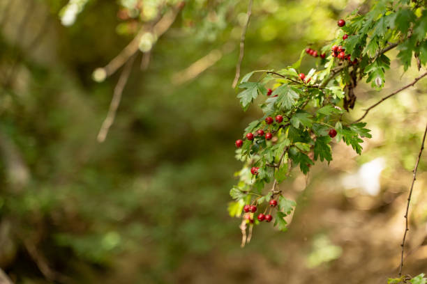 Fresh currants on a branch in nature.