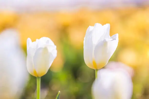 Photo of White Tulip in Spring under sun ray, Beautiful and colourful tulip on sun light.