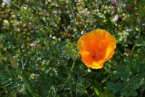 close-up of a eschscholzia californica flower