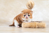 small and cute red purebred persian kitten with plush coat with beautiful muzzle on light background
