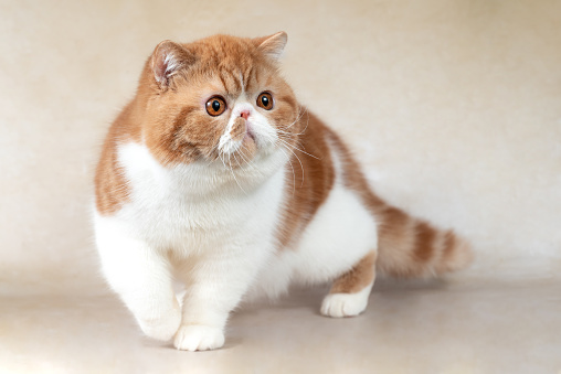 Portrait of beautiful red exotic shorthair cat on light background in studio.
