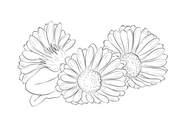 Vector illustration of Marigold flower. Vector illustration in sketch style