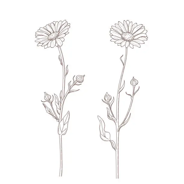 Vector illustration of Marigold flower. Vector illustration in sketch style