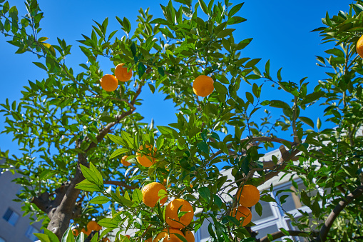 Orange-ripened, warm summer mandarin oranges