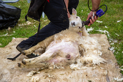 Closeup of Sheep lying down being sheared