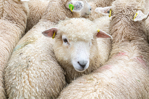 Closeup of a sheep's face surrounded by other sheep