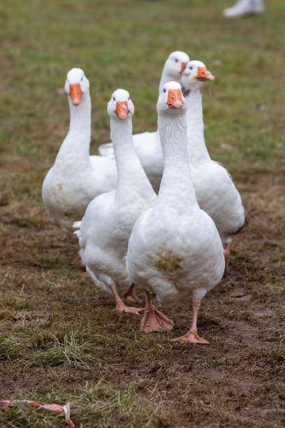 istock Geese walking toward camera in muddy field 2048009058