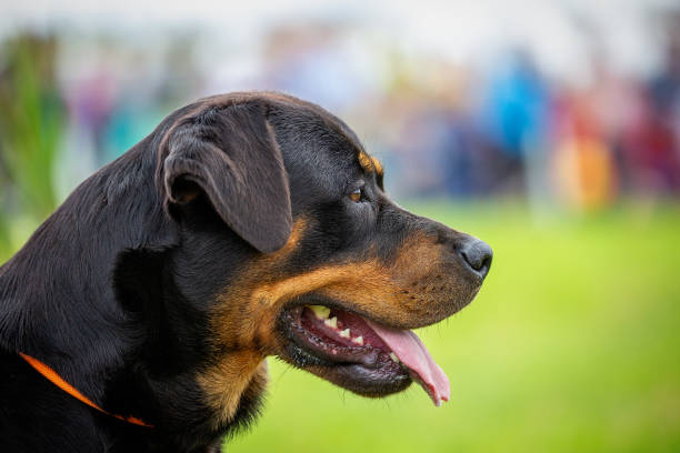 istock Closeup of Rottweiler dog face, side profile 2048009606