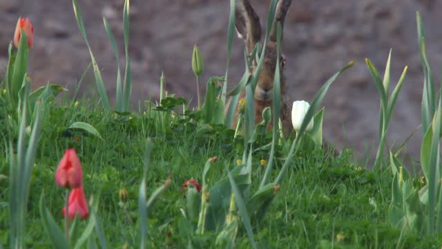 hare on a meadow between tulips in spring