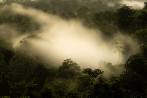 Heavy mist in the tropical rainforest